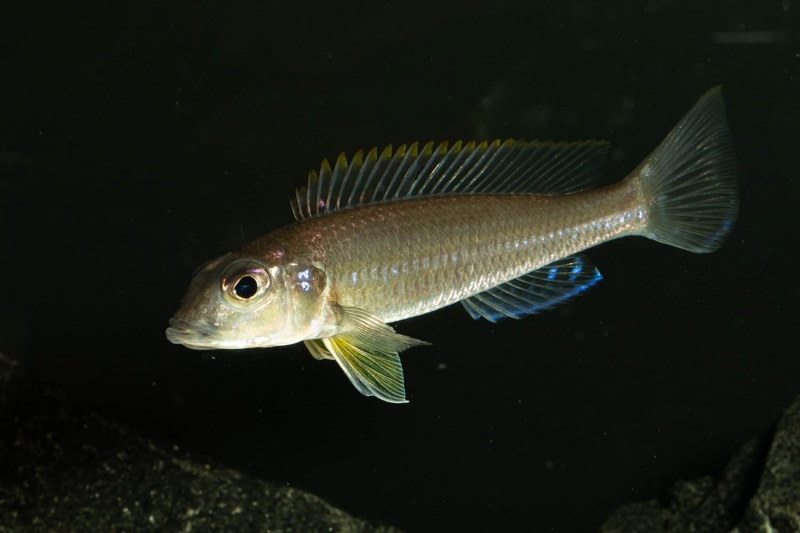 Reganochromis calliurus 'Kalalangabo'